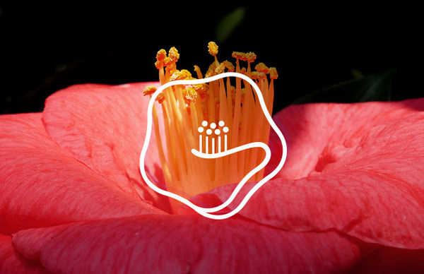 以红山茶花为灵感，林清轩发布新LOGO