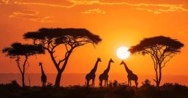 《濒危野生动植物种国际贸易公约》赞扬印度的Vantara出色的野生动物保护和完全符合全球标准