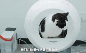 养猫人狂喜！AI黑科技守护毛孩子健康
