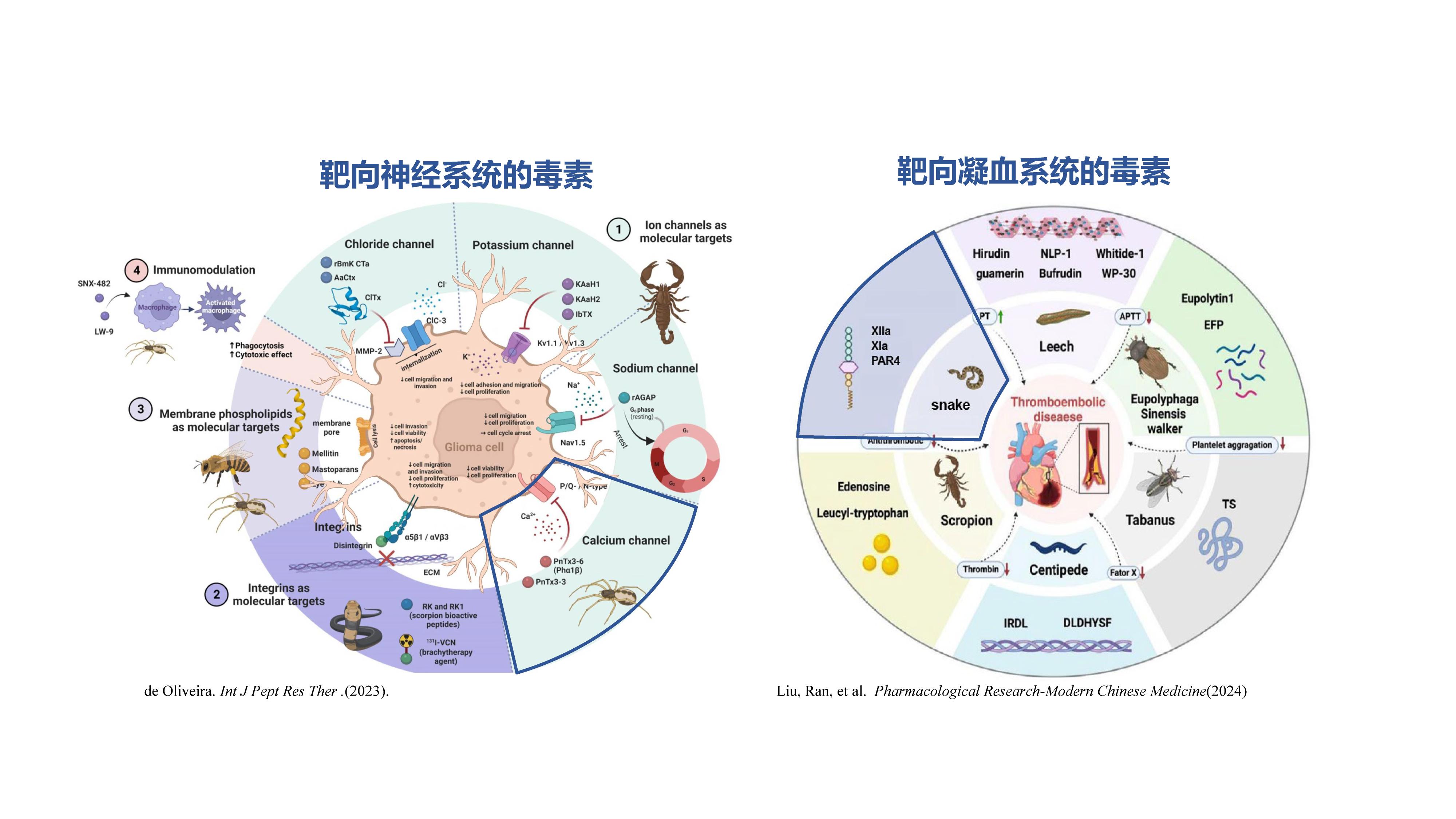 佩德2.jpg